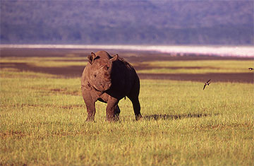 black rhino